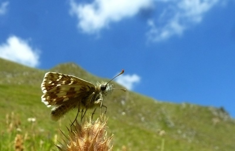 Pyrgus da identificare 1 - Pyrgus cfr. picenus